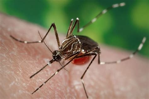 Maryland reports locally acquired malaria case for first time in more than 40 years